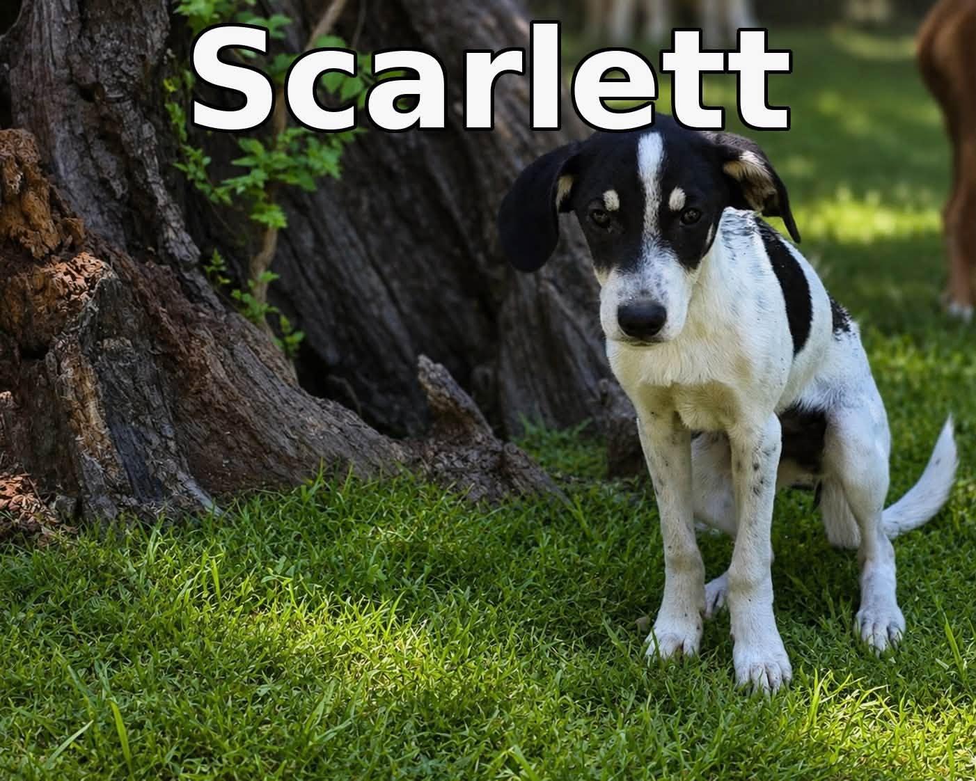 Scarlett, Adoptable, Puppy Female Mixed Breed.