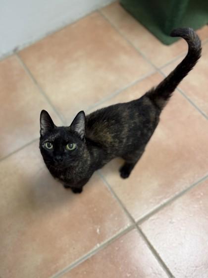 Kasha, a Adoptable mixed breed in North Miami Beach, FL image 1/3
