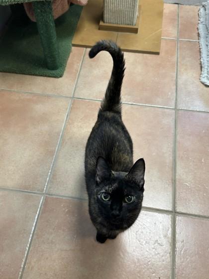 Kasha, a Adoptable mixed breed in North Miami Beach, FL image 2/3