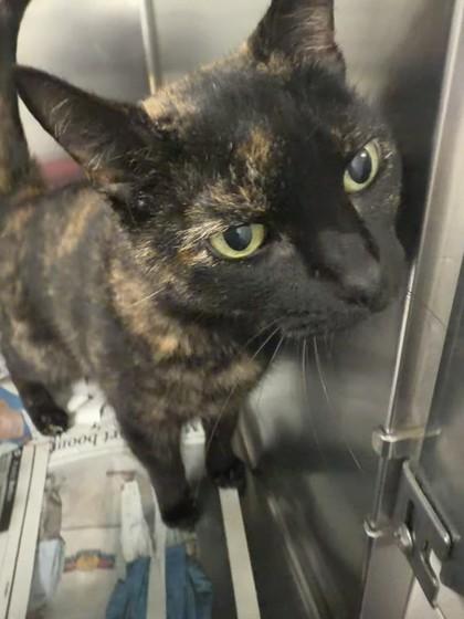 Kasha, a Adoptable mixed breed in North Miami Beach, FL image 3/3