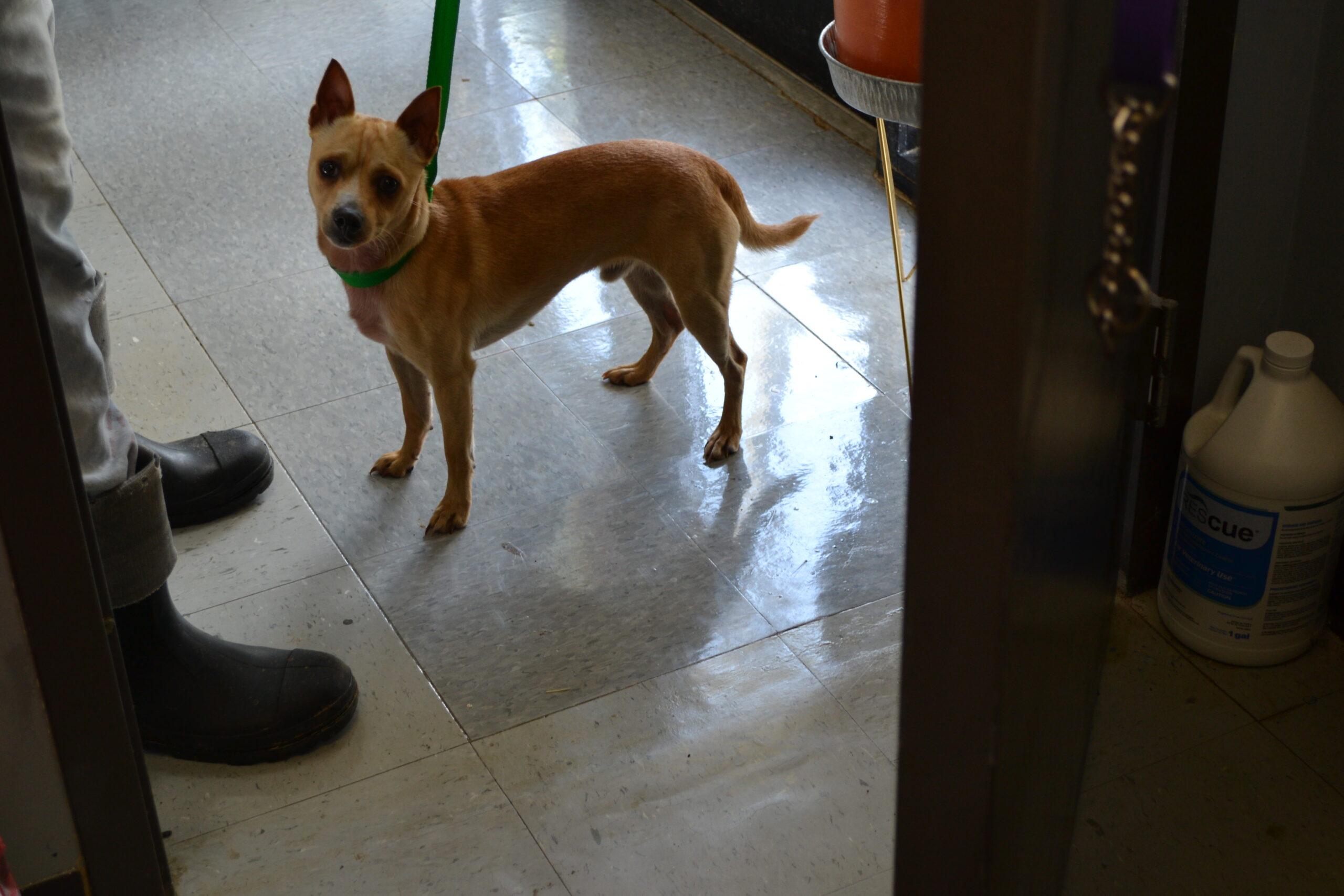 Enlarge Pancake, a Adoptable mixed breed in Jackson, LA image 1/1