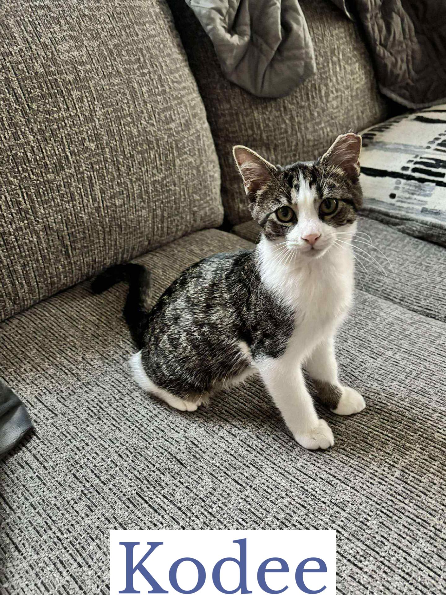 Kodee, an adopted Domestic Short Hair in Berkeley Springs, WV image 1/6