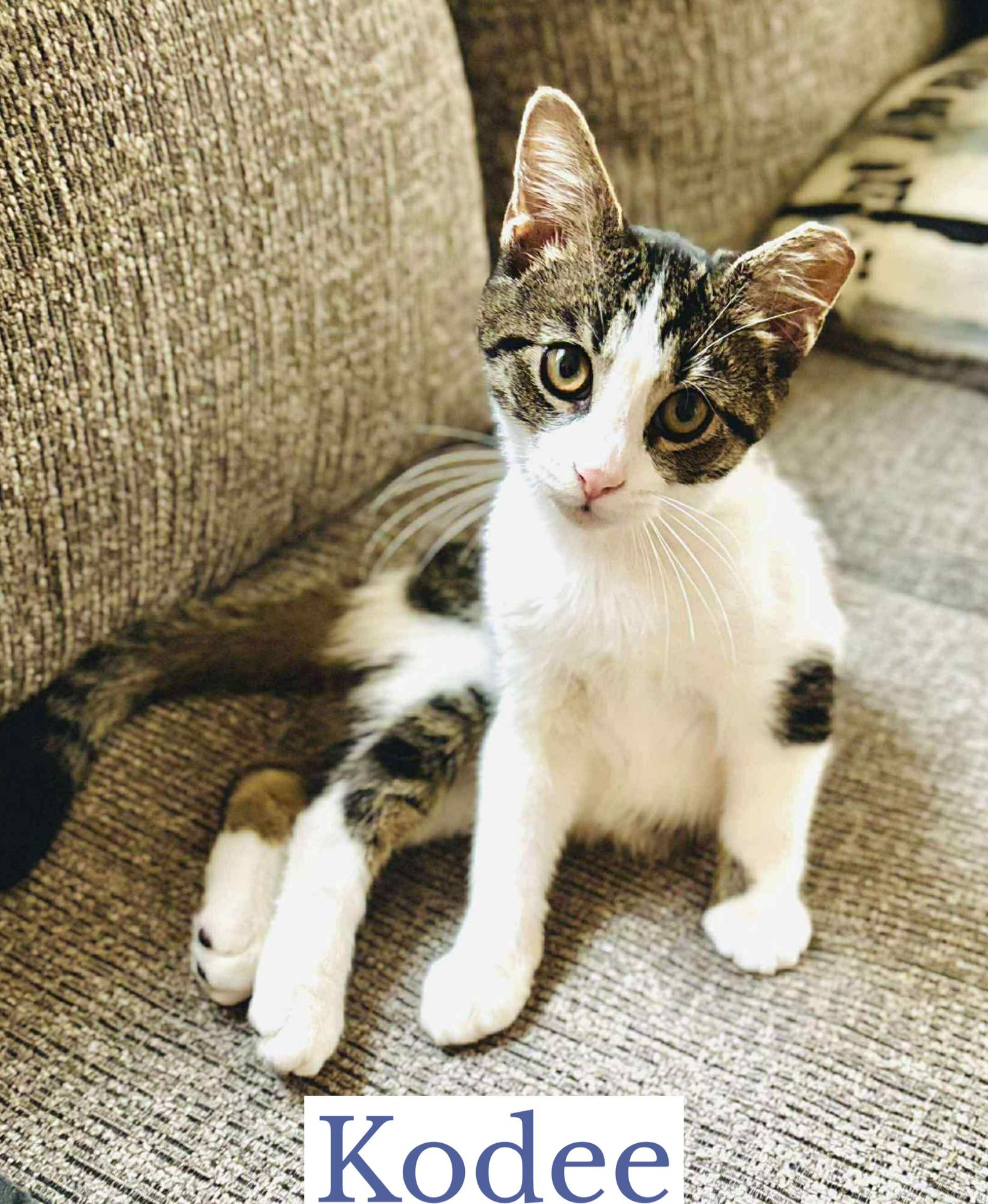 Kodee, an adopted Domestic Short Hair in Berkeley Springs, WV image 5/6