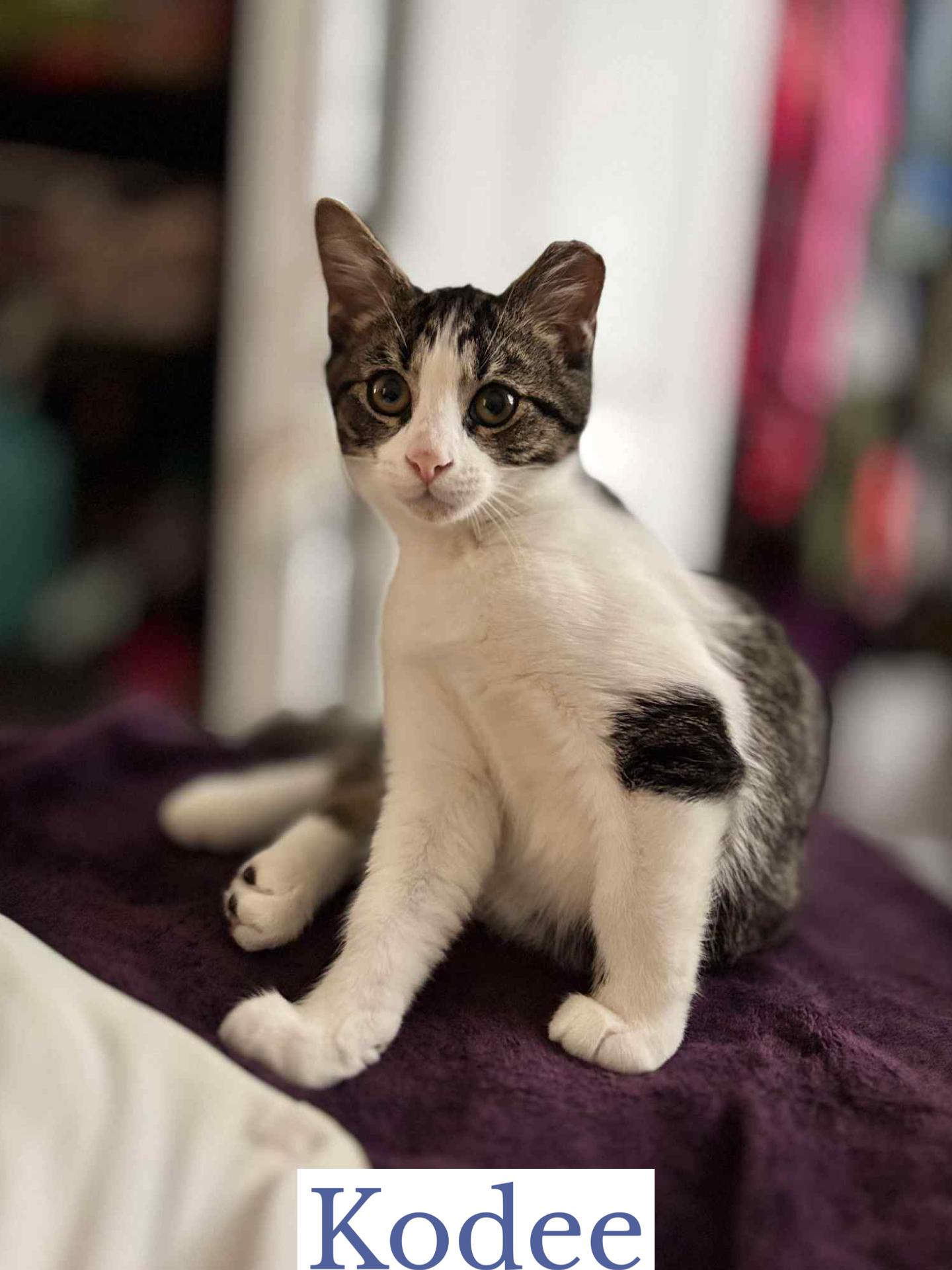 Kodee, an adopted Domestic Short Hair in Berkeley Springs, WV image 4/6