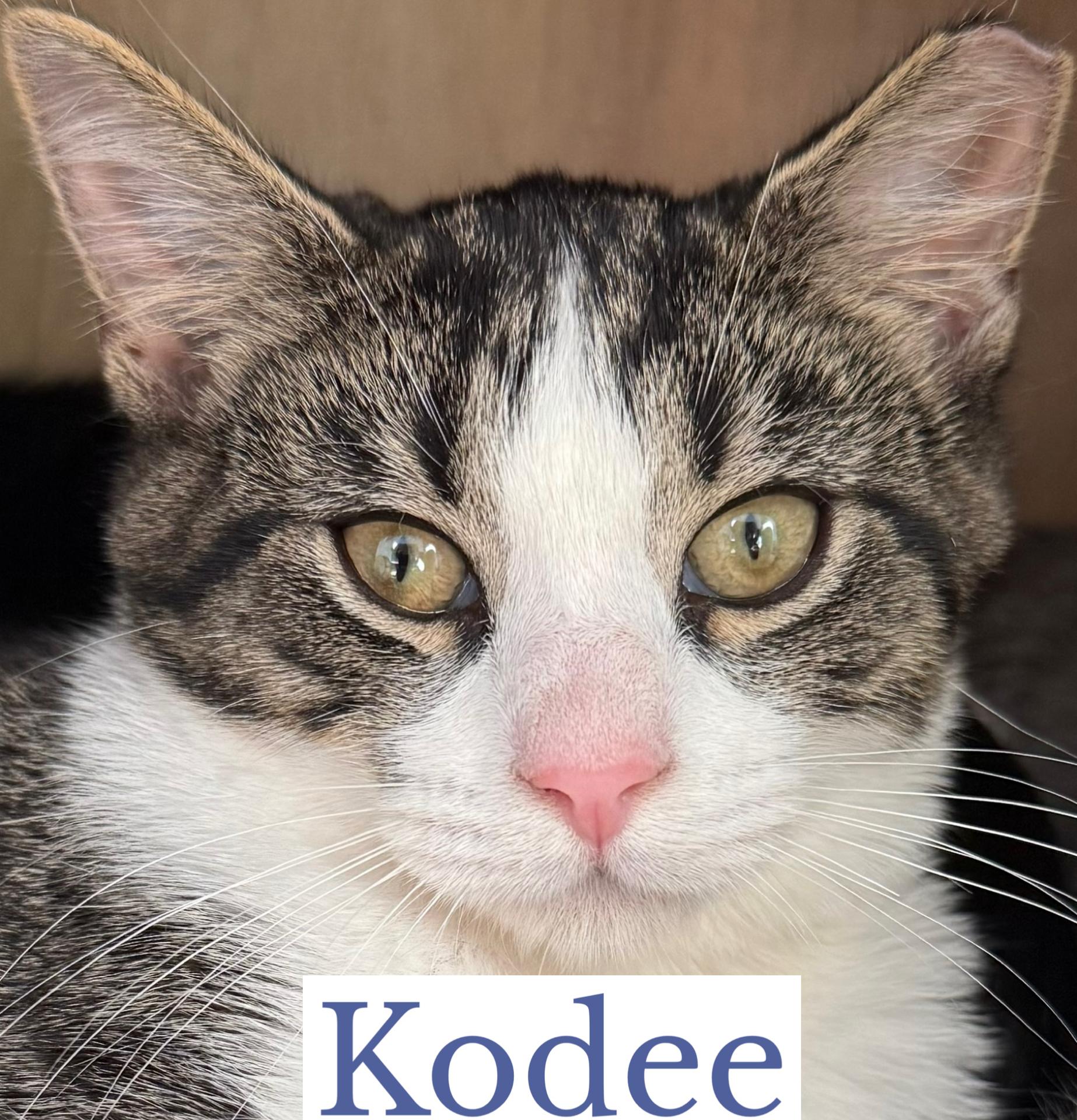 Kodee