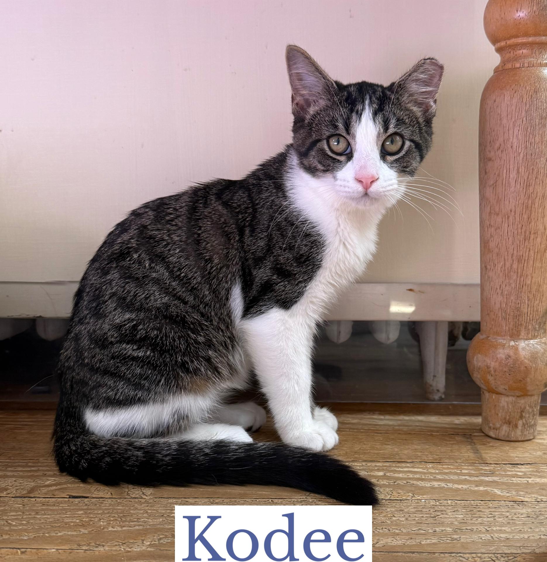 Kodee, an adopted Domestic Short Hair in Berkeley Springs, WV image 6/6