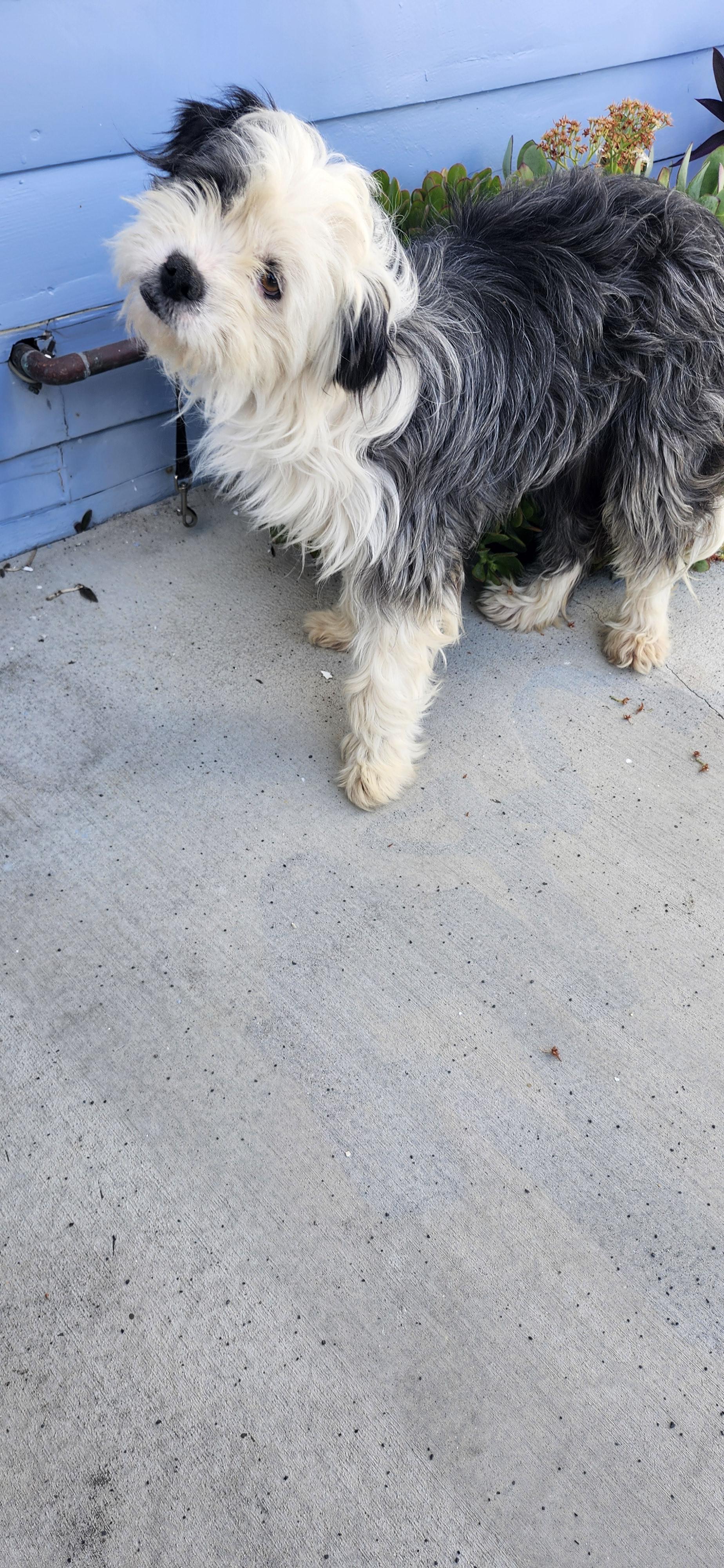 Enlarge Rebate, an adopted Aussiedoodle in Torrance, CA image 2/3