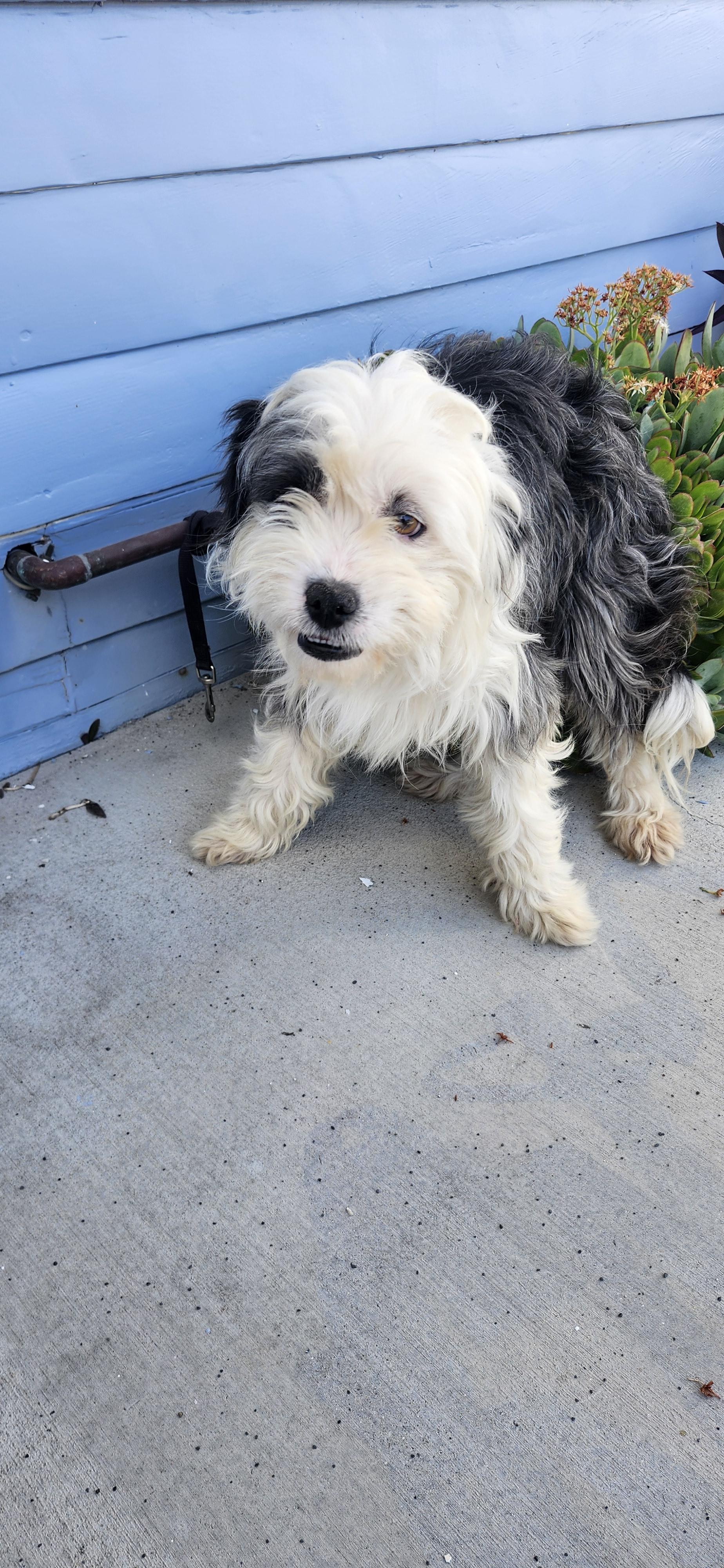Enlarge Rebate, an adopted Aussiedoodle in Torrance, CA image 3/3