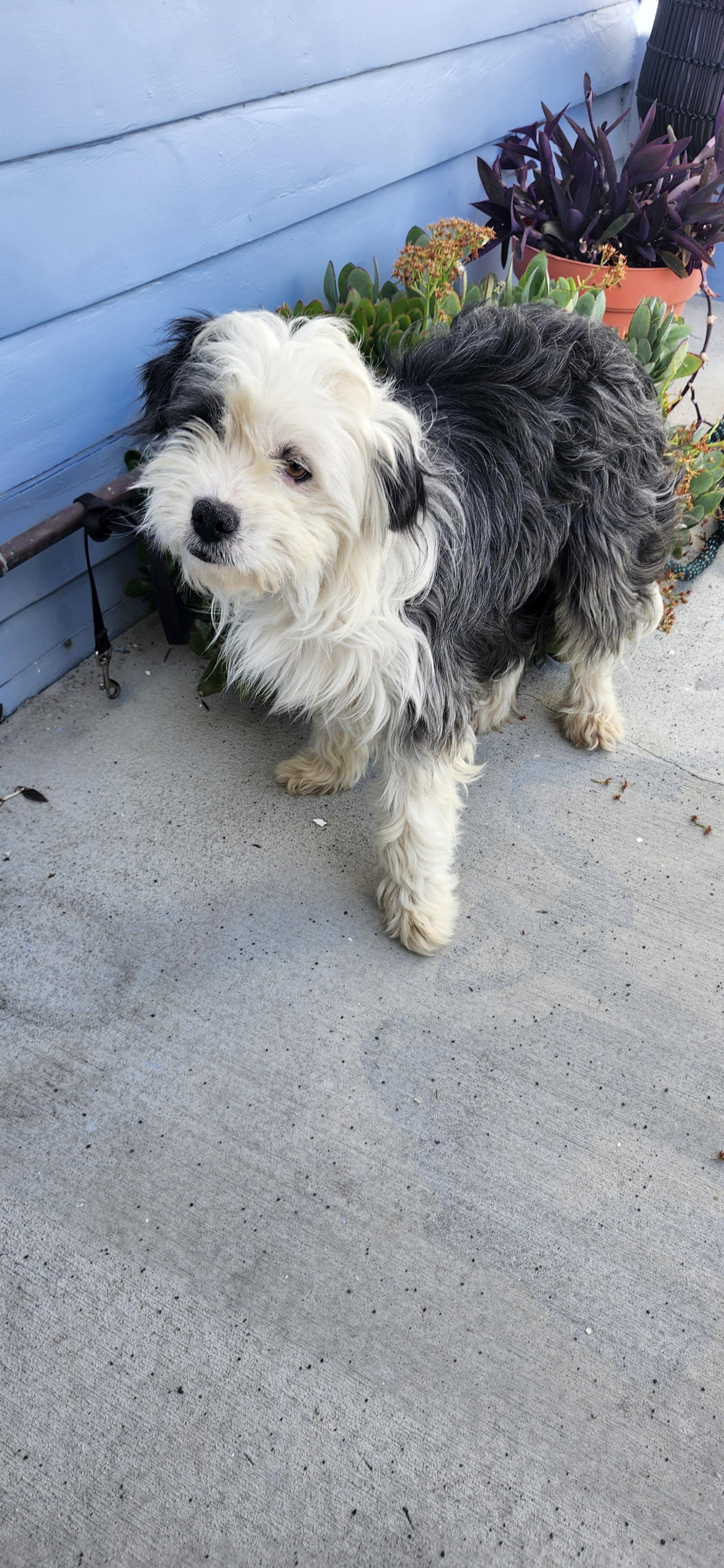Enlarge Rebate, an adopted Aussiedoodle in Torrance, CA image 1/3