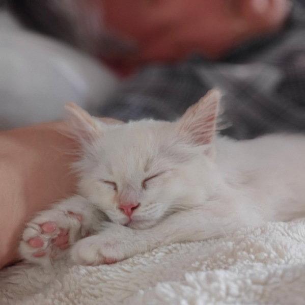 Mooski, a Adopted Siamese in San Jose, CA image 1/2