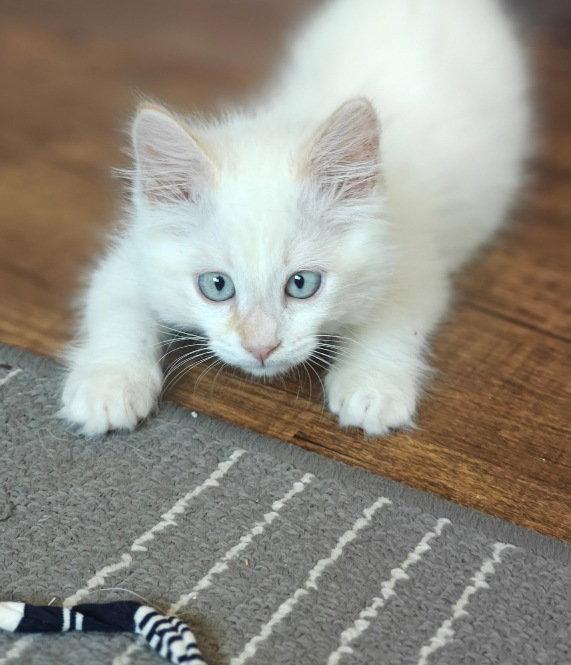 Mooski, a Adopted Siamese in San Jose, CA image 2/2