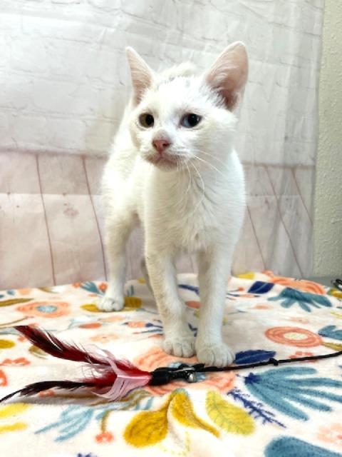 Enlarge Mickey, a ADOPTABLE Domestic Short Hair in Red Wing, MN image 5/5