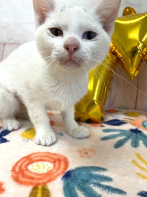 Enlarge Mickey, a ADOPTABLE Domestic Short Hair in Red Wing, MN image 4/5