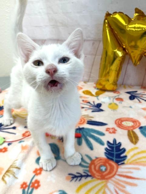 Enlarge Mickey, a ADOPTABLE Domestic Short Hair in Red Wing, MN image 1/5