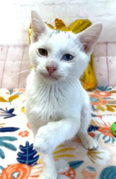 Enlarge Mickey, a ADOPTABLE Domestic Short Hair in Red Wing, MN image 2/5