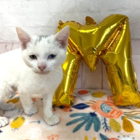 Enlarge Mickey, a ADOPTABLE Domestic Short Hair in Red Wing, MN image 3/5