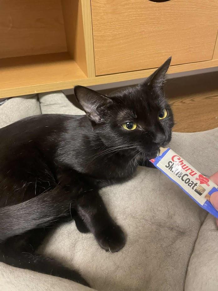 Enlarge Sapphire, a Adoptable Domestic Short Hair in Penfield, NY image 3/3