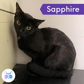 Sapphire, Adoptable, Adult Female Domestic Short Hair.