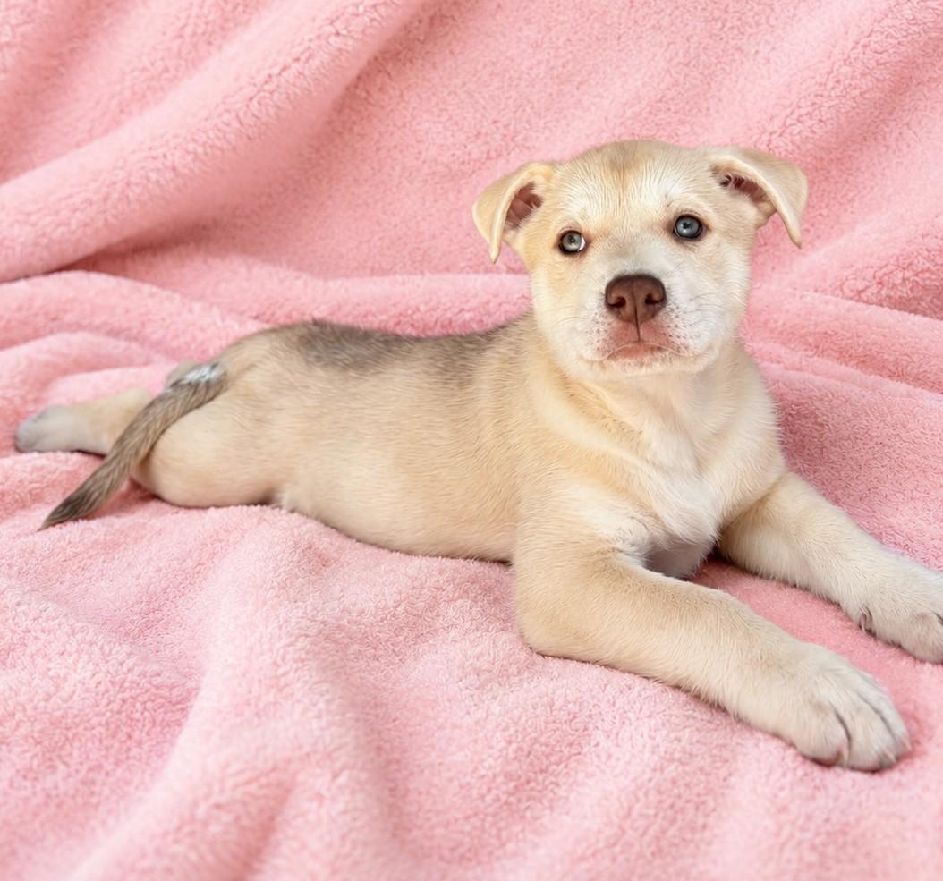 Vicki, Adoptable, Puppy Female Husky & Pit Bull Terrier.