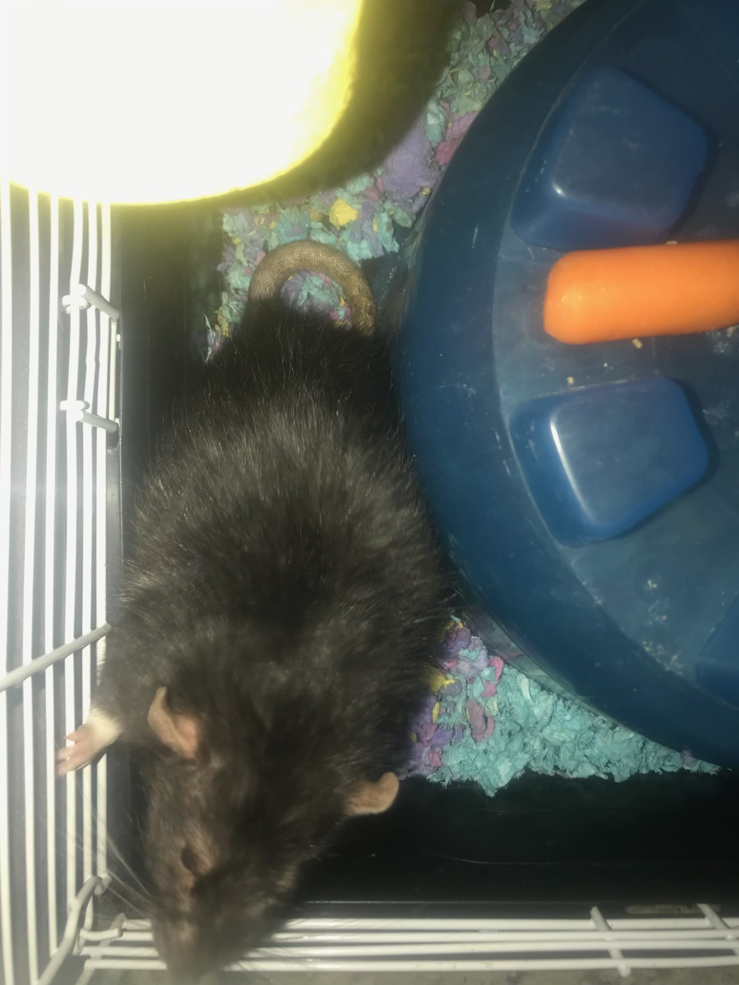 Enlarge Mewtoo, a Adopted Rat in Scottsdale, AZ image 1/4