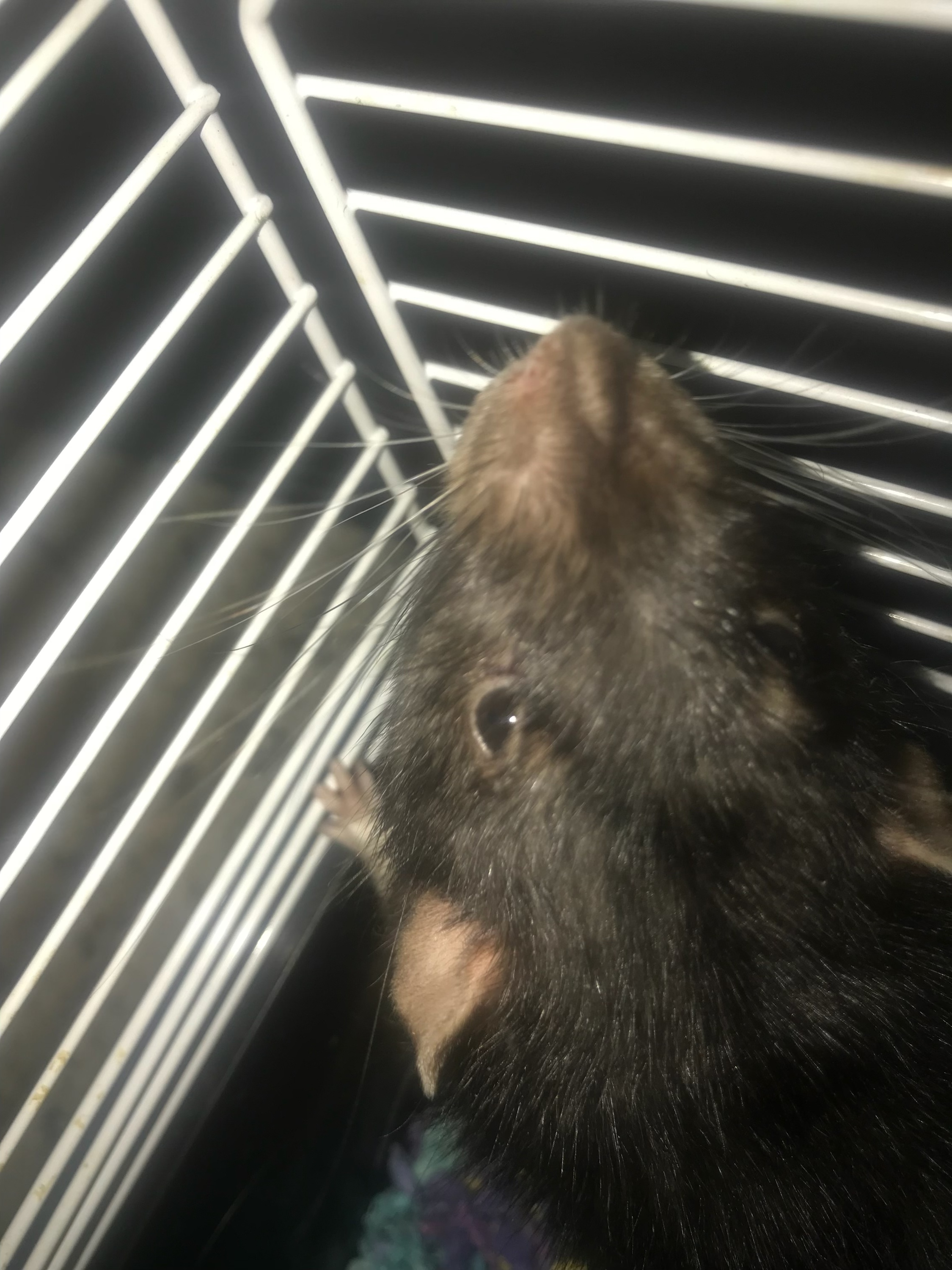 Enlarge Mewtoo, a Adopted Rat in Scottsdale, AZ image 2/4