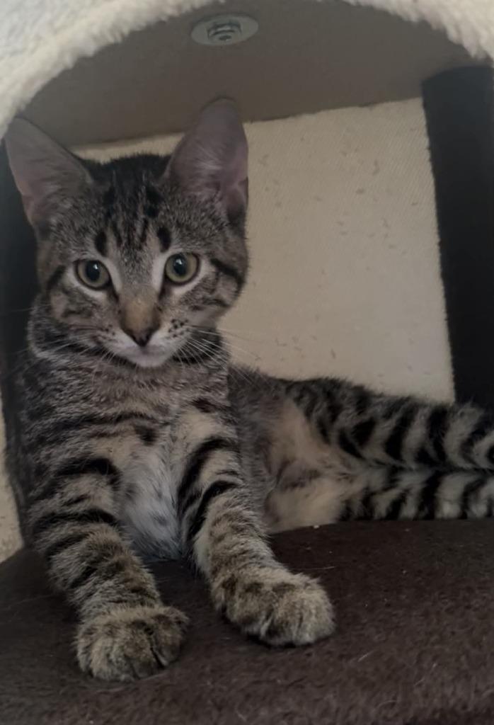 Petal Hopper, Adoptable, Kitten Male Domestic Short Hair.