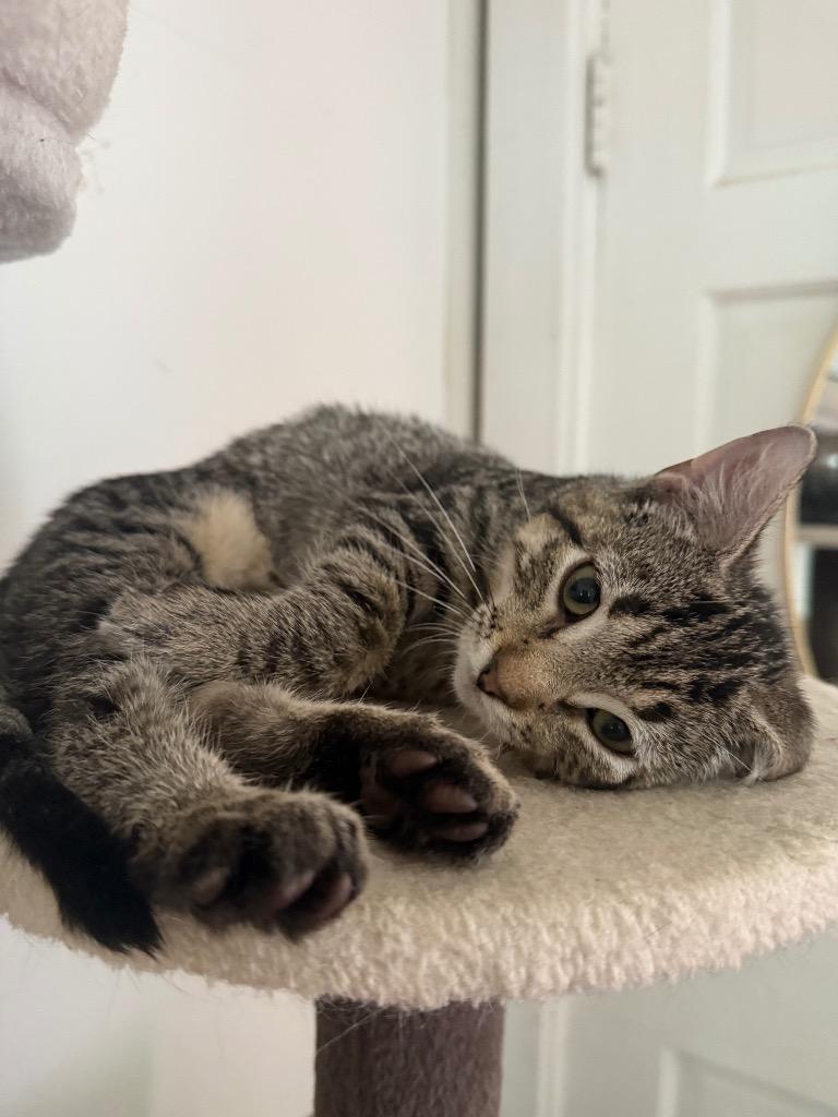 Petal Hopper, a Adoptable Domestic Short Hair in Gorham, ME image 2/3