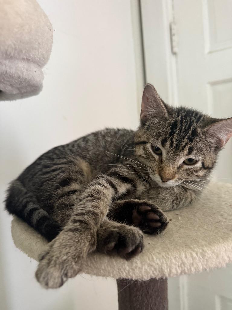 Petal Hopper, a Adoptable Domestic Short Hair in Gorham, ME image 3/3