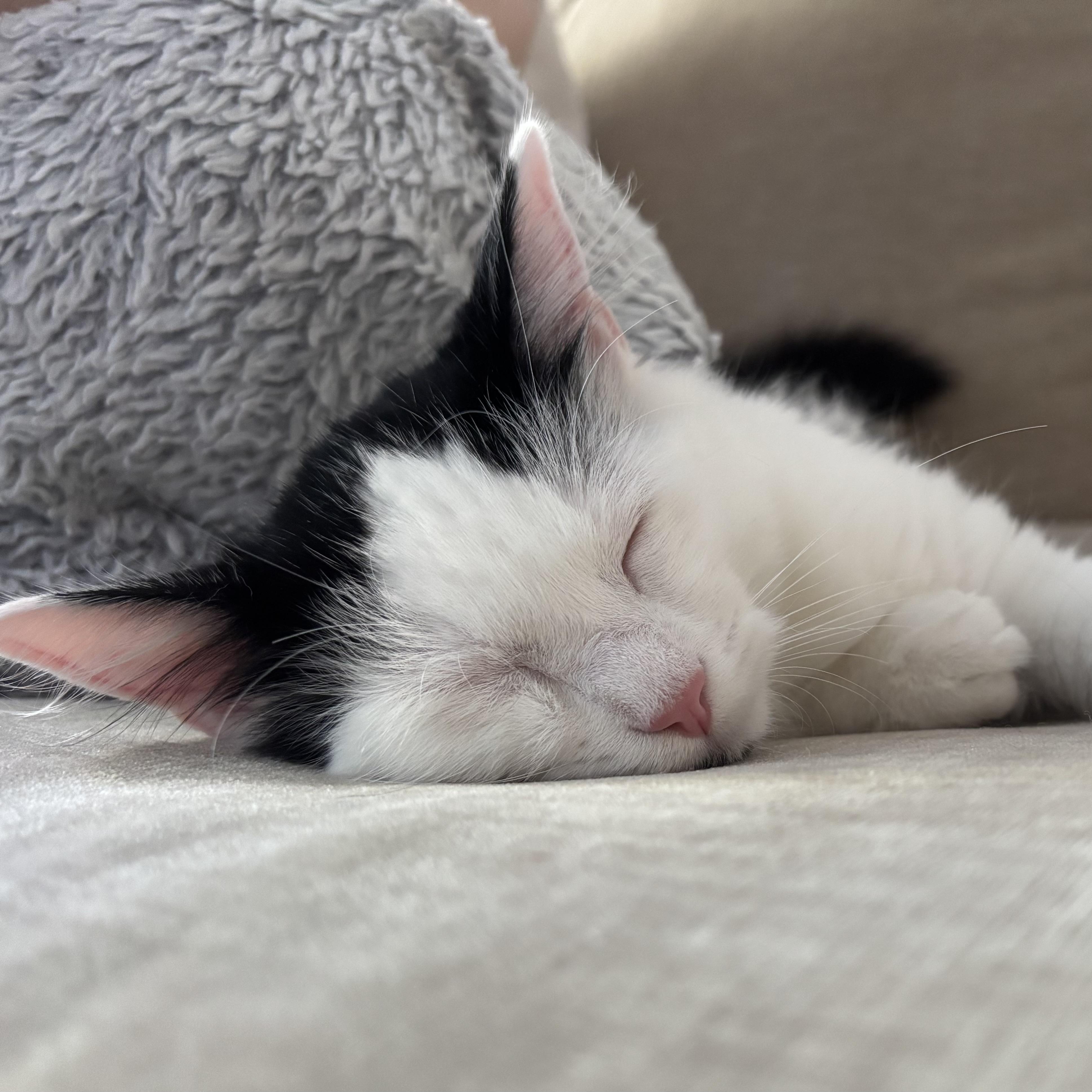 Baker, Adoptable, Kitten Male Domestic Medium Hair.