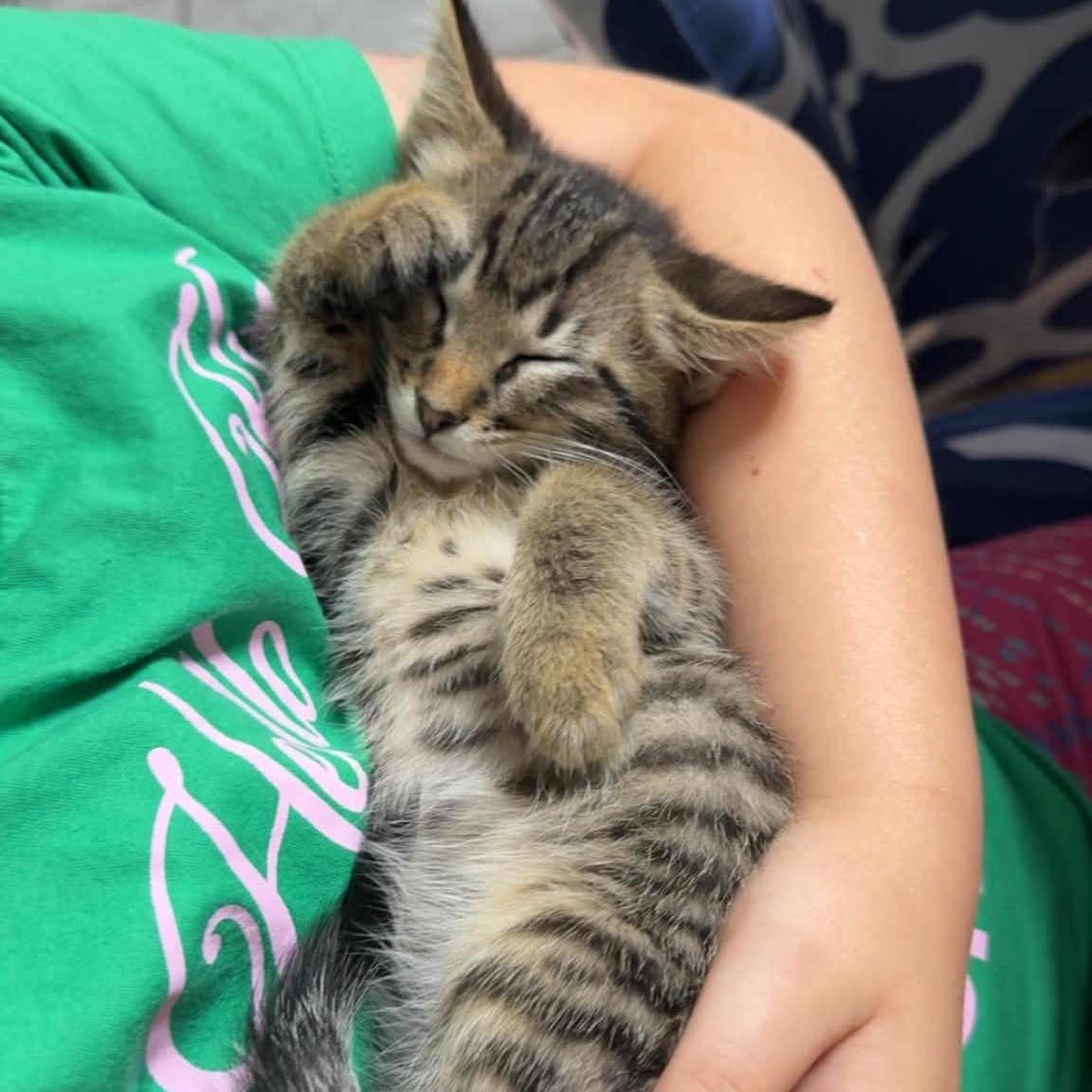 Enlarge Flick, a ADOPTABLE Domestic Short Hair in Colcord, OK image 5/5