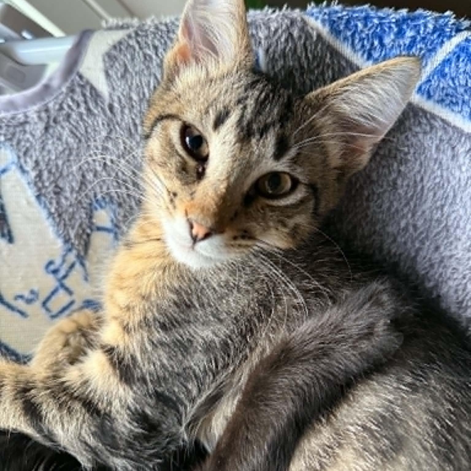 Enlarge Flick, a ADOPTABLE Domestic Short Hair in Colcord, OK image 2/5