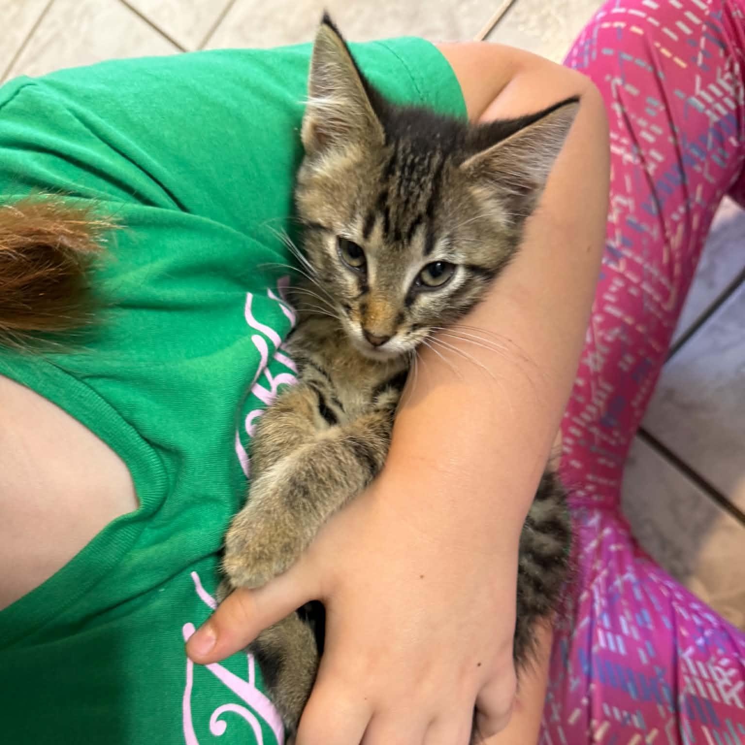 Enlarge Flick, a ADOPTABLE Domestic Short Hair in Colcord, OK image 4/5