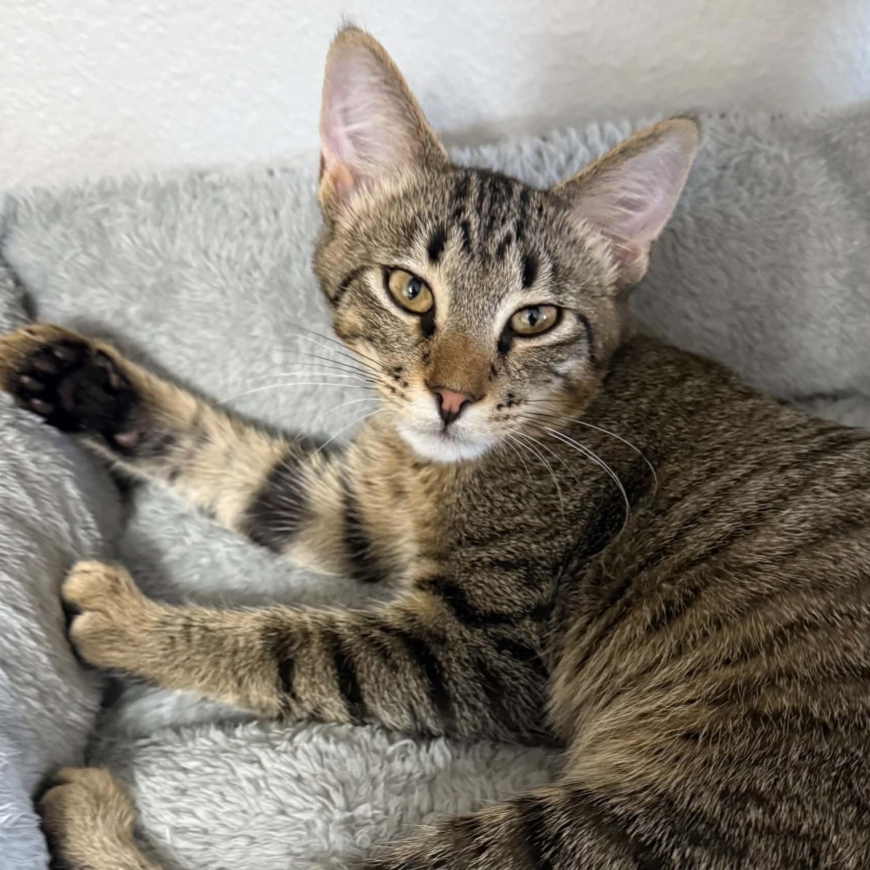 Flick, ADOPTABLE, Kitten Male Domestic Short Hair.