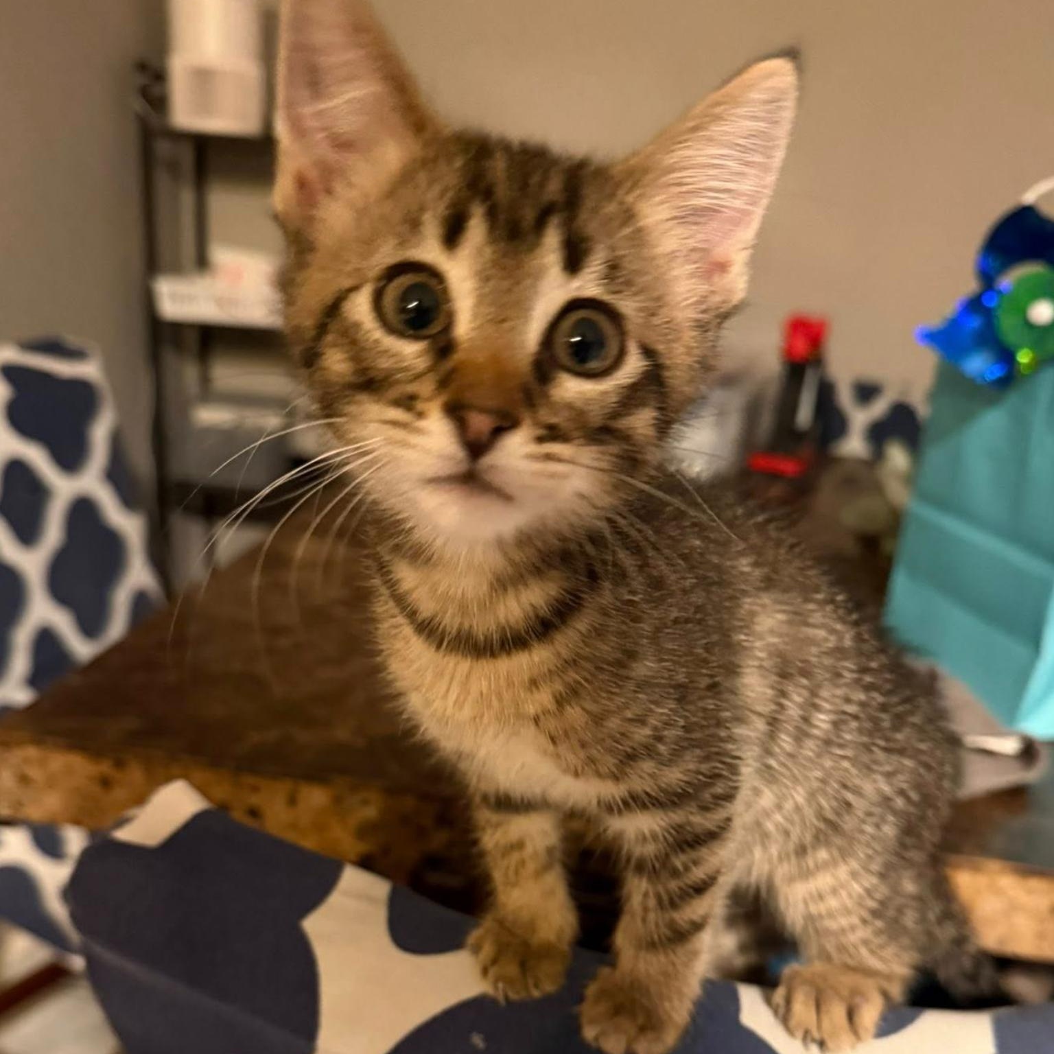 Enlarge Flick, a ADOPTABLE Domestic Short Hair in Colcord, OK image 1/5