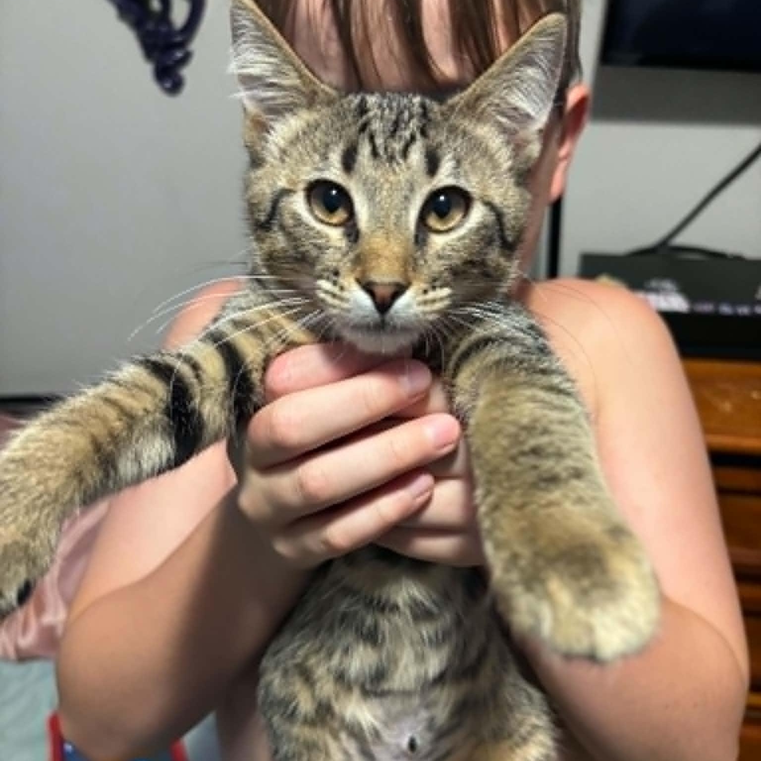 Enlarge Flick, a ADOPTABLE Domestic Short Hair in Colcord, OK image 4/5