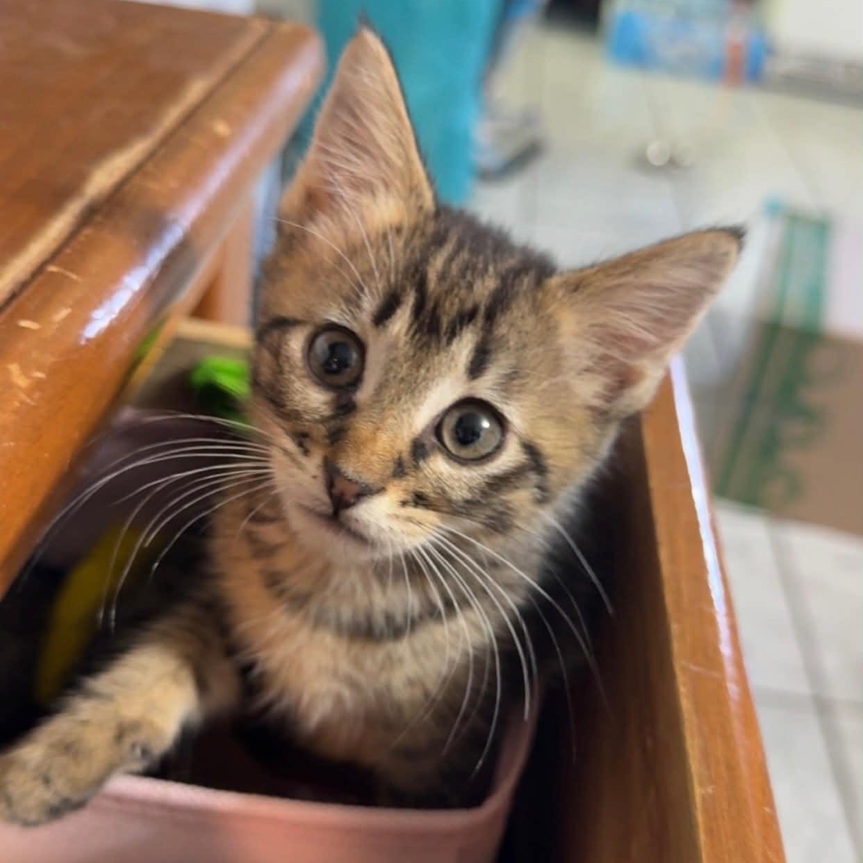 Enlarge Flick, a ADOPTABLE Domestic Short Hair in Colcord, OK image 2/5