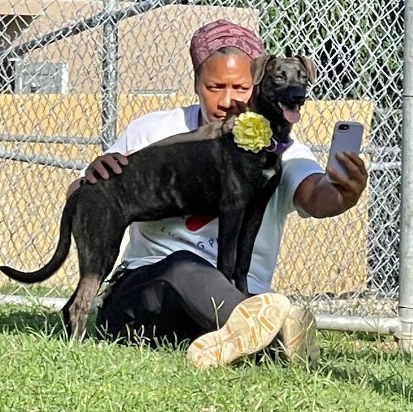 Enlarge Ebony Jane, a Adoptable mixed breed in Douglas, MA image 1/6