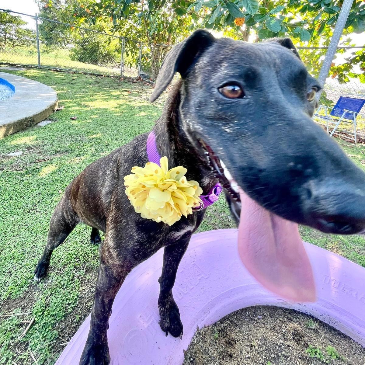 Enlarge Ebony Jane, a Adoptable mixed breed in Douglas, MA image 3/6