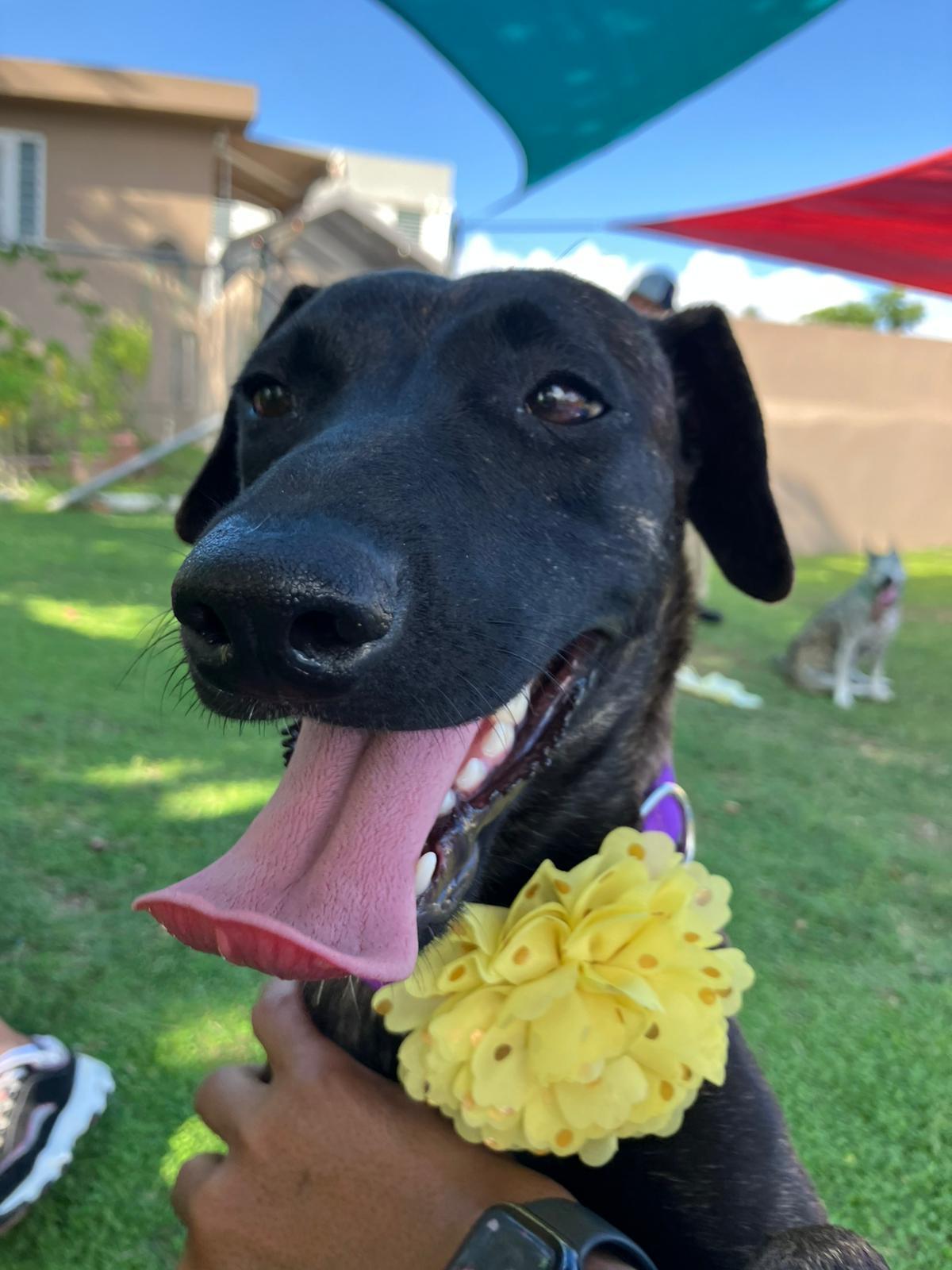 Enlarge Ebony Jane, a Adoptable mixed breed in Douglas, MA image 4/6