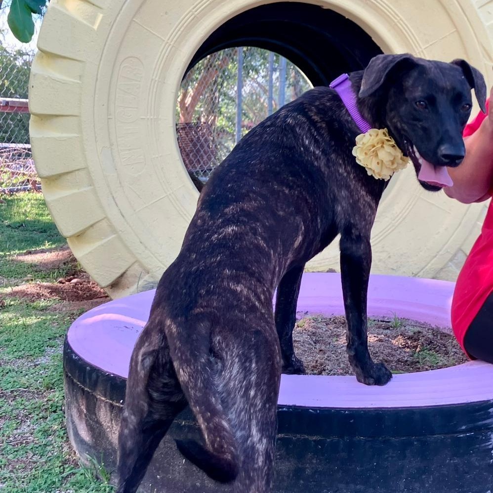 Enlarge Ebony Jane, a Adoptable mixed breed in Douglas, MA image 5/6