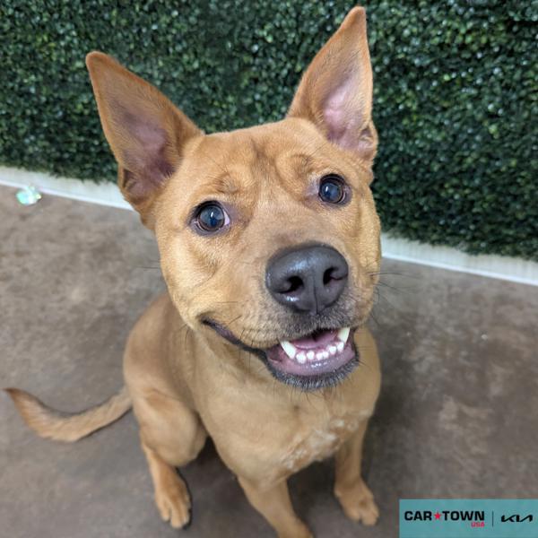 Enlarge Alfa, a Adoptable mixed breed in Lexington, KY image 1/1