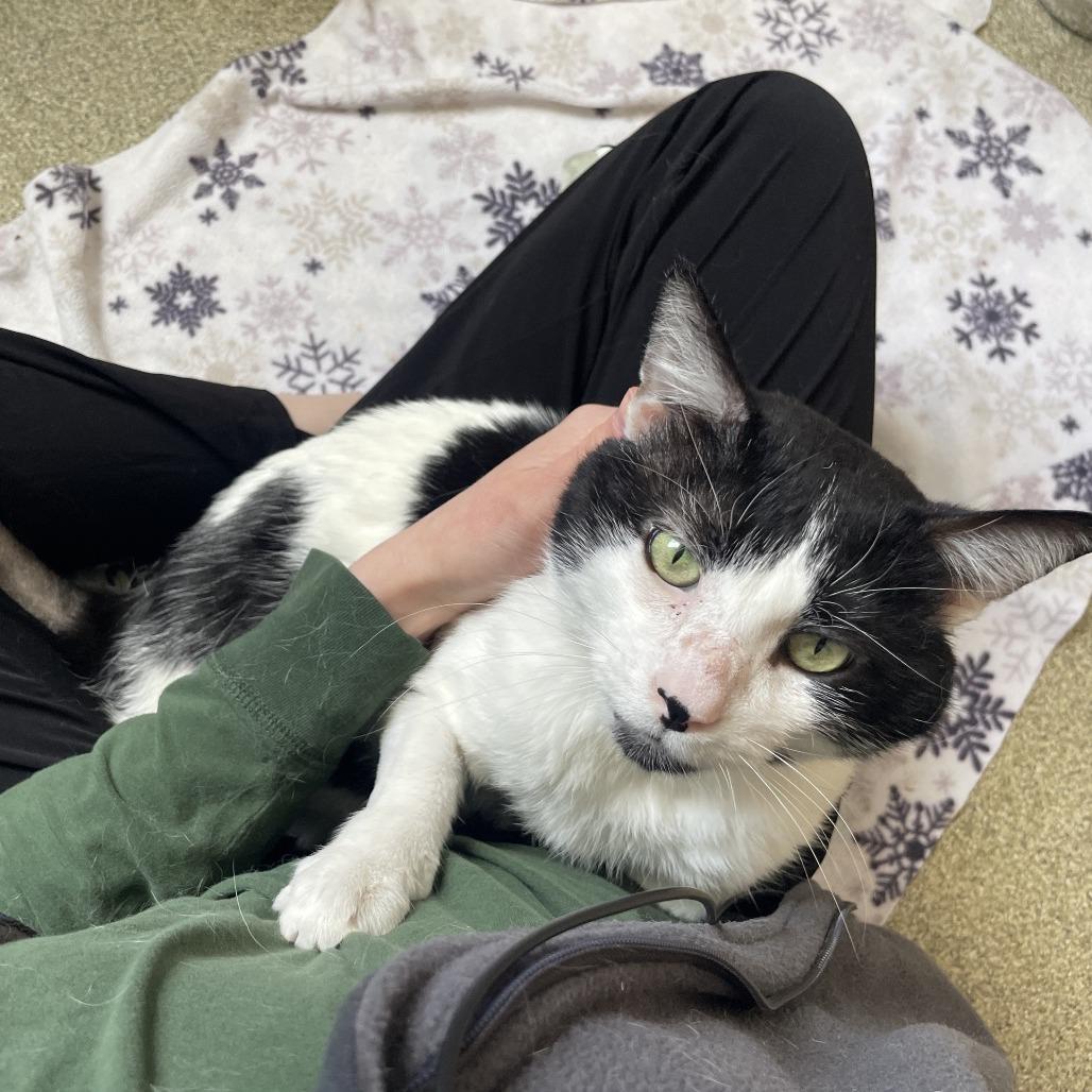 Enlarge Krispy Kreme, a Adoptable Domestic Short Hair in Chicago, IL image 1/3