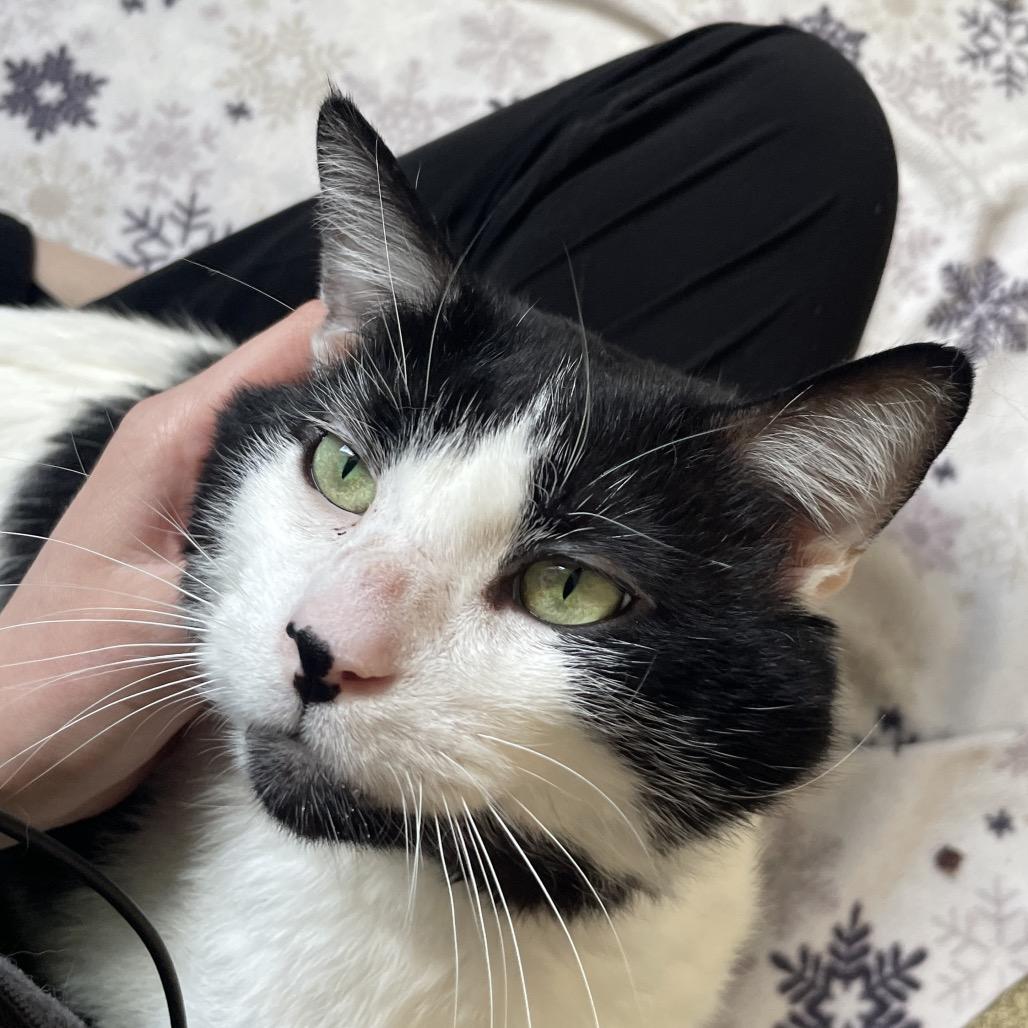 Enlarge Krispy Kreme, a Adoptable Domestic Short Hair in Chicago, IL image 2/3
