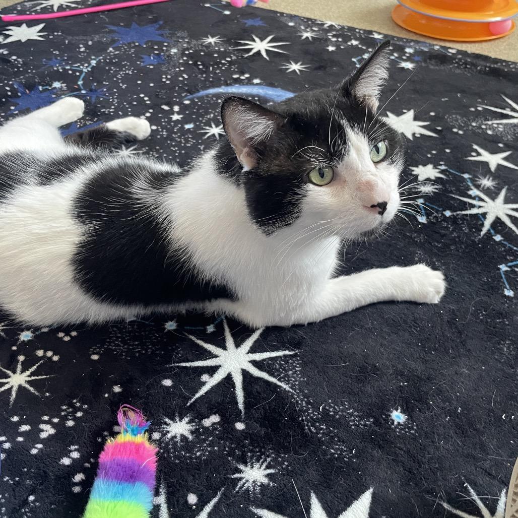Enlarge Krispy Kreme, a Adoptable Domestic Short Hair in Chicago, IL image 3/3
