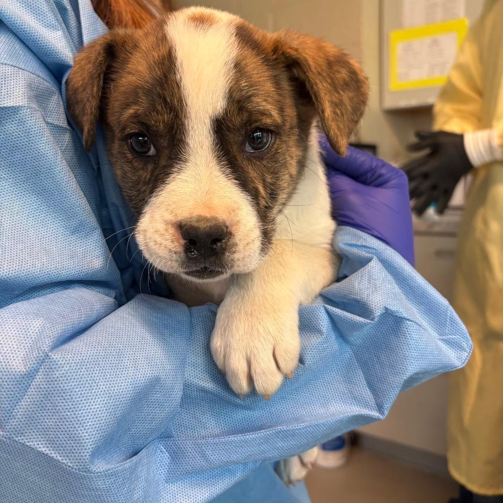 Enlarge Almond, a Adoptable Mixed Breed in Huntington, WV image 1/1