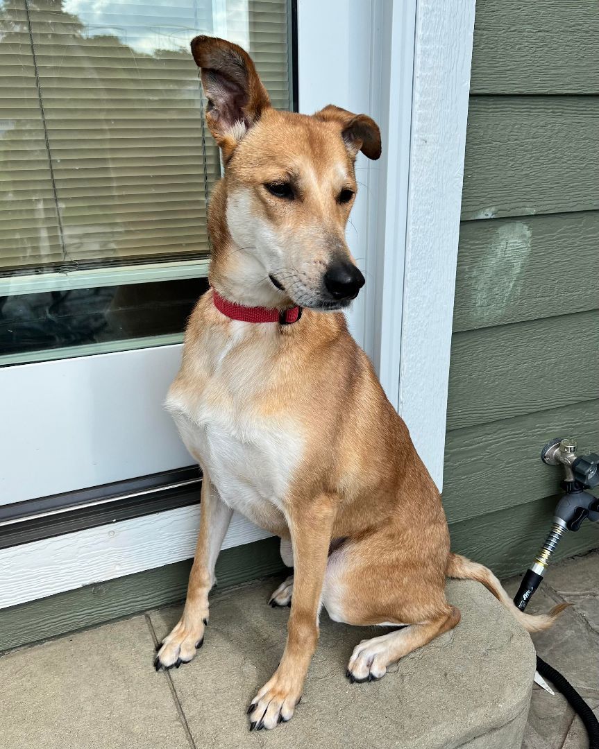 Enlarge Tisha, a Adoptable mixed breed in Garden Prairie, IL image 13/16