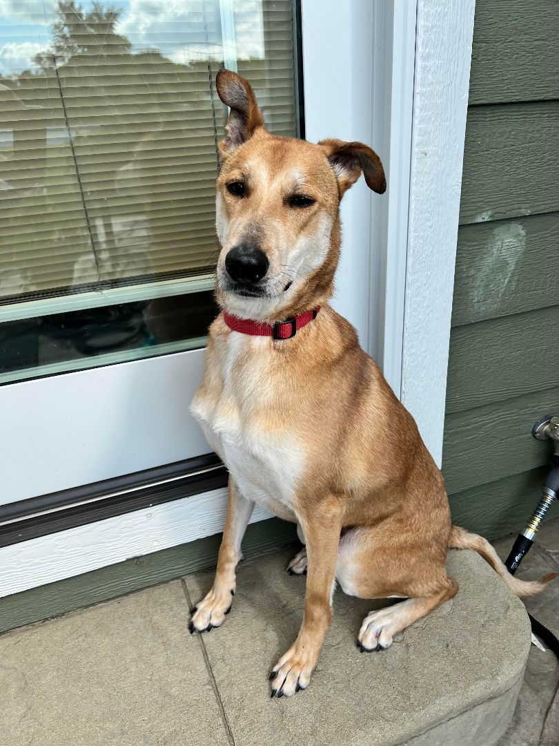 Enlarge Tisha, a Adoptable mixed breed in Garden Prairie, IL image 14/16