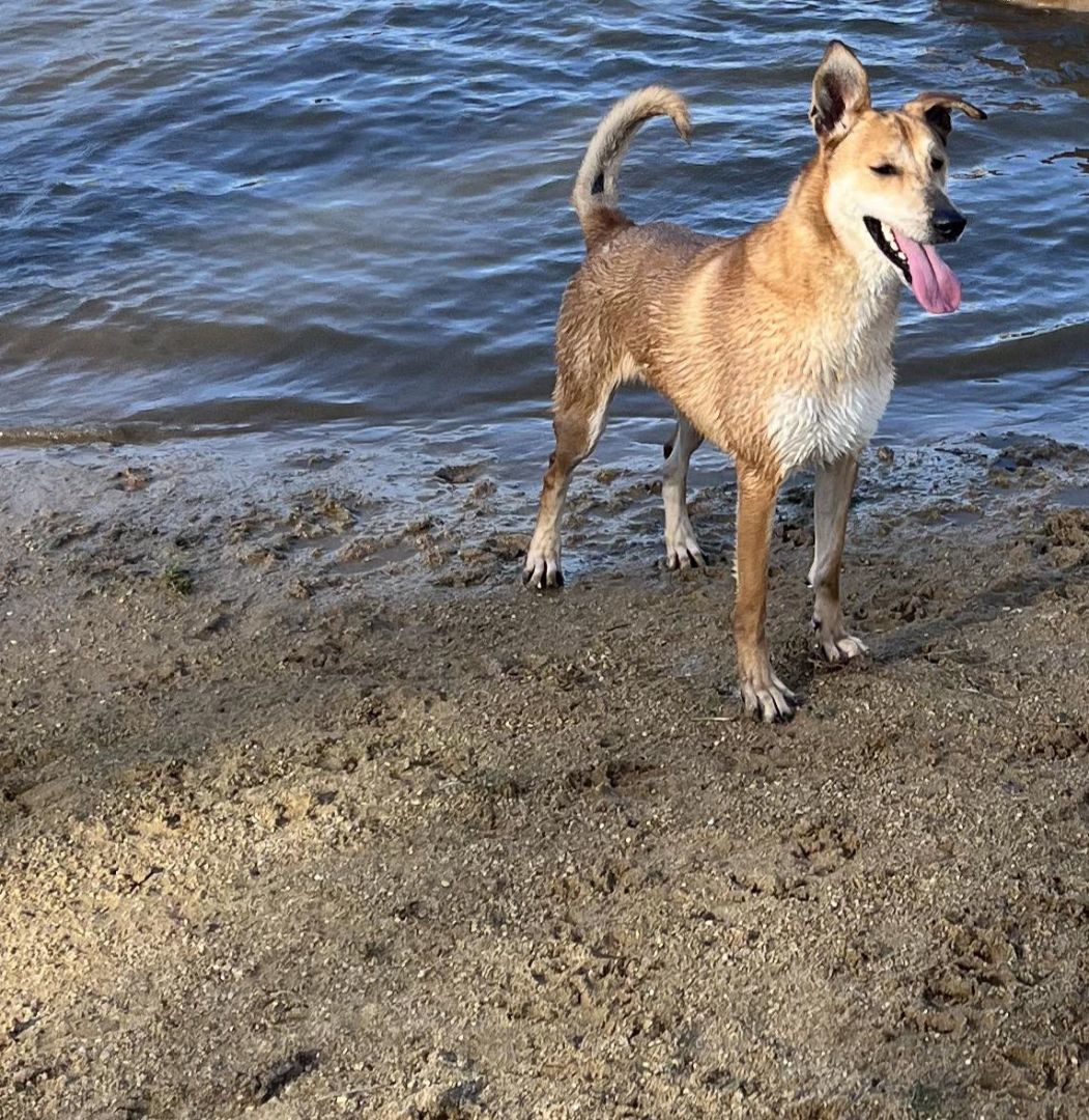 Enlarge Tisha, a Adoptable mixed breed in Garden Prairie, IL image 12/16