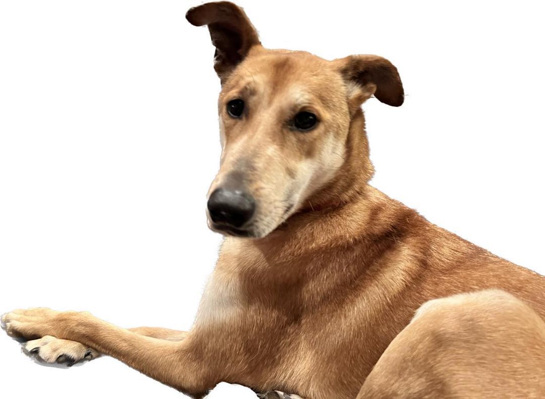 Enlarge Tisha, a Adoptable mixed breed in Garden Prairie, IL image 15/16