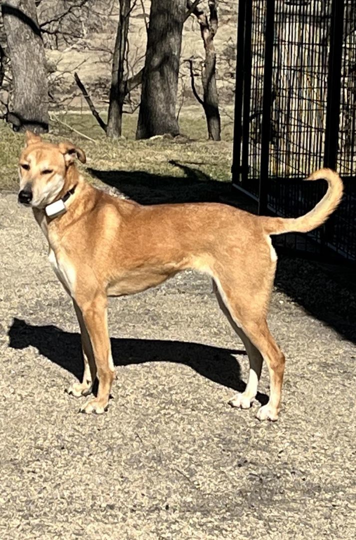 Tisha, Adoptable, Adult Female Saluki.